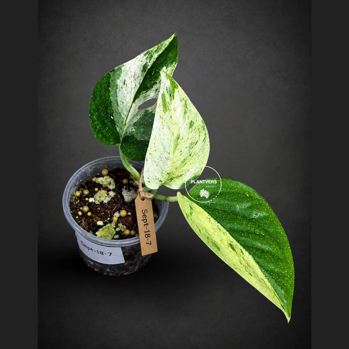 Epipremnum Pinnatum Marble Variegated (Sep-18-7)