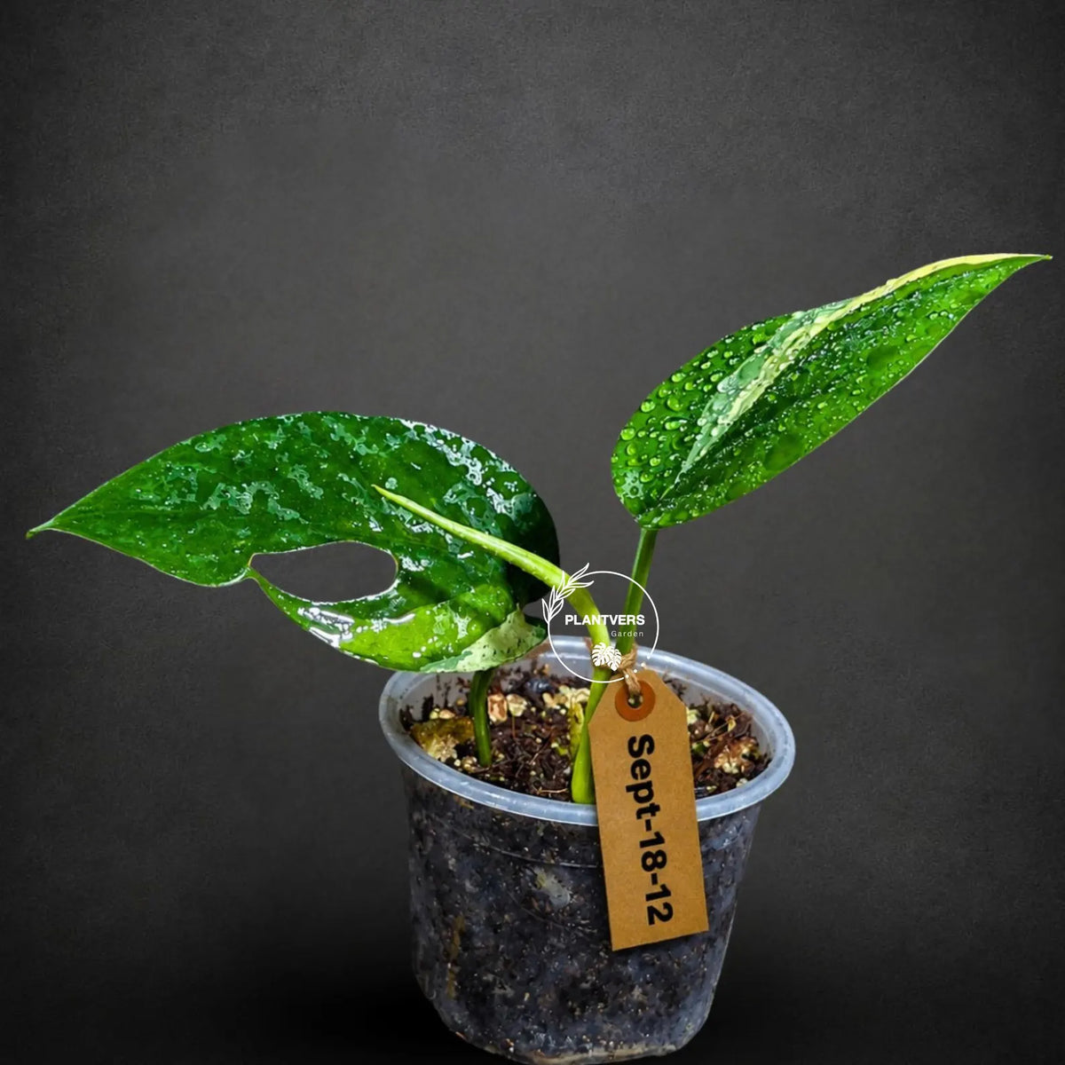 Epipremnum Pinnatum Marble Variegated (Sep-18-12)