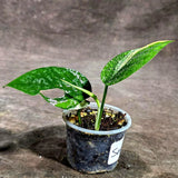 Epipremnum Pinnatum Marble Variegated (Sep-18-12)
