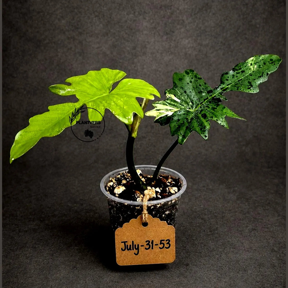 Philodendron Florida Beauty x Mayoi Variegated - Rare Live Plant - Exact Plant - US SELLER