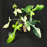 Philodendron Florida Beauty x Mayoi Variegated - Rare Live Plant - Exact Plant - US SELLER