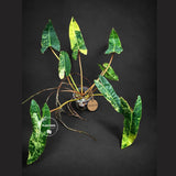 Philodendron Billietiae Variegated (Oct-8-12-ER)