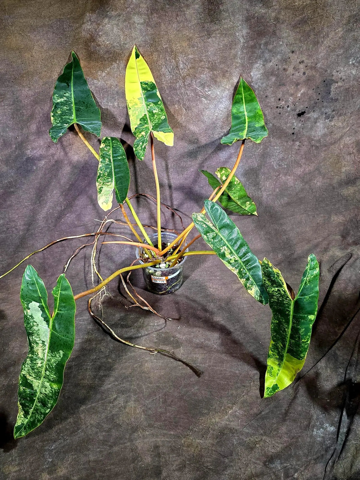 Philodendron Billietiae Variegated (Oct-8-12-ER)