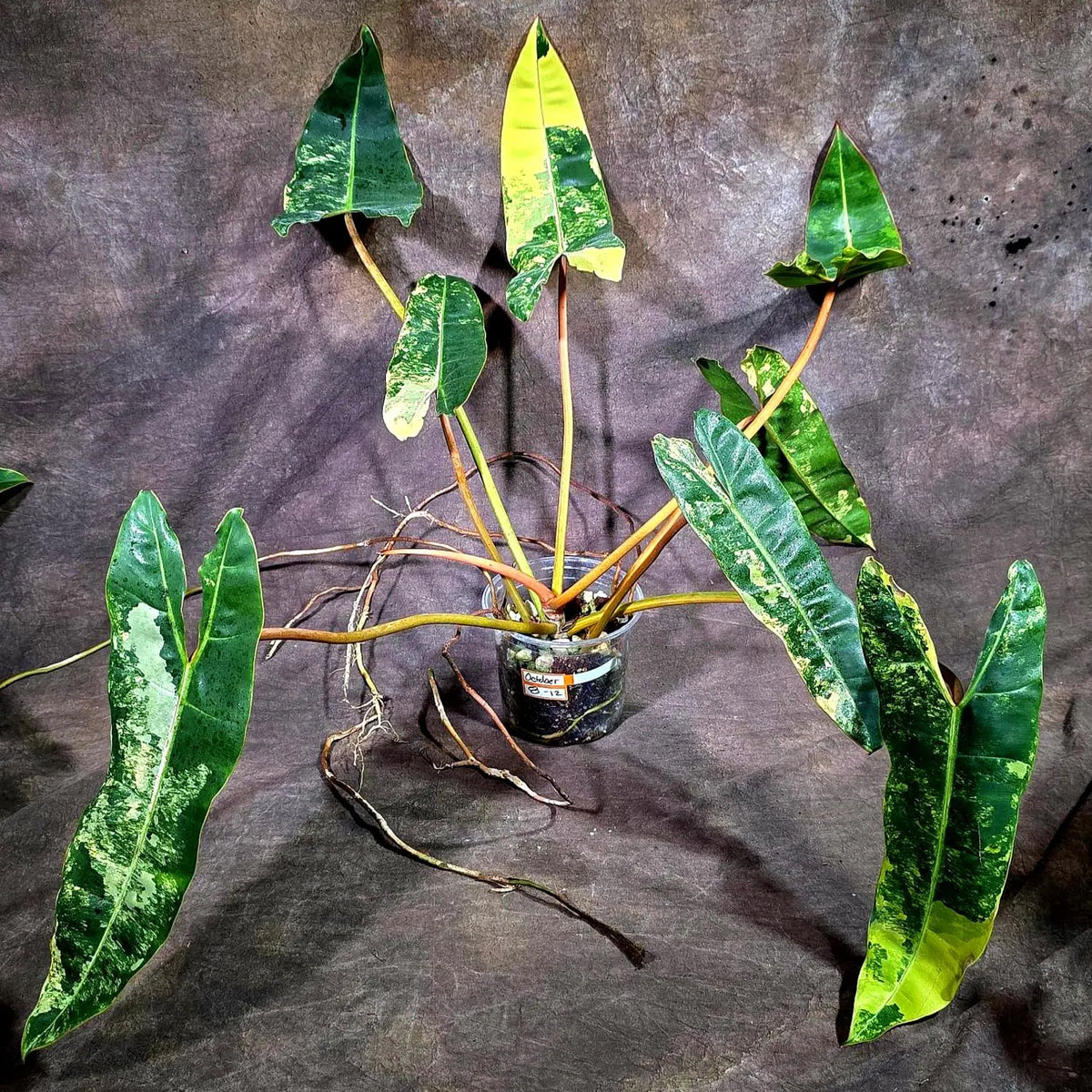 Philodendron Billietiae Variegated (Oct-8-12-ER)
