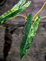 Philodendron Billietiae Variegated (Oct-8-14-ER)