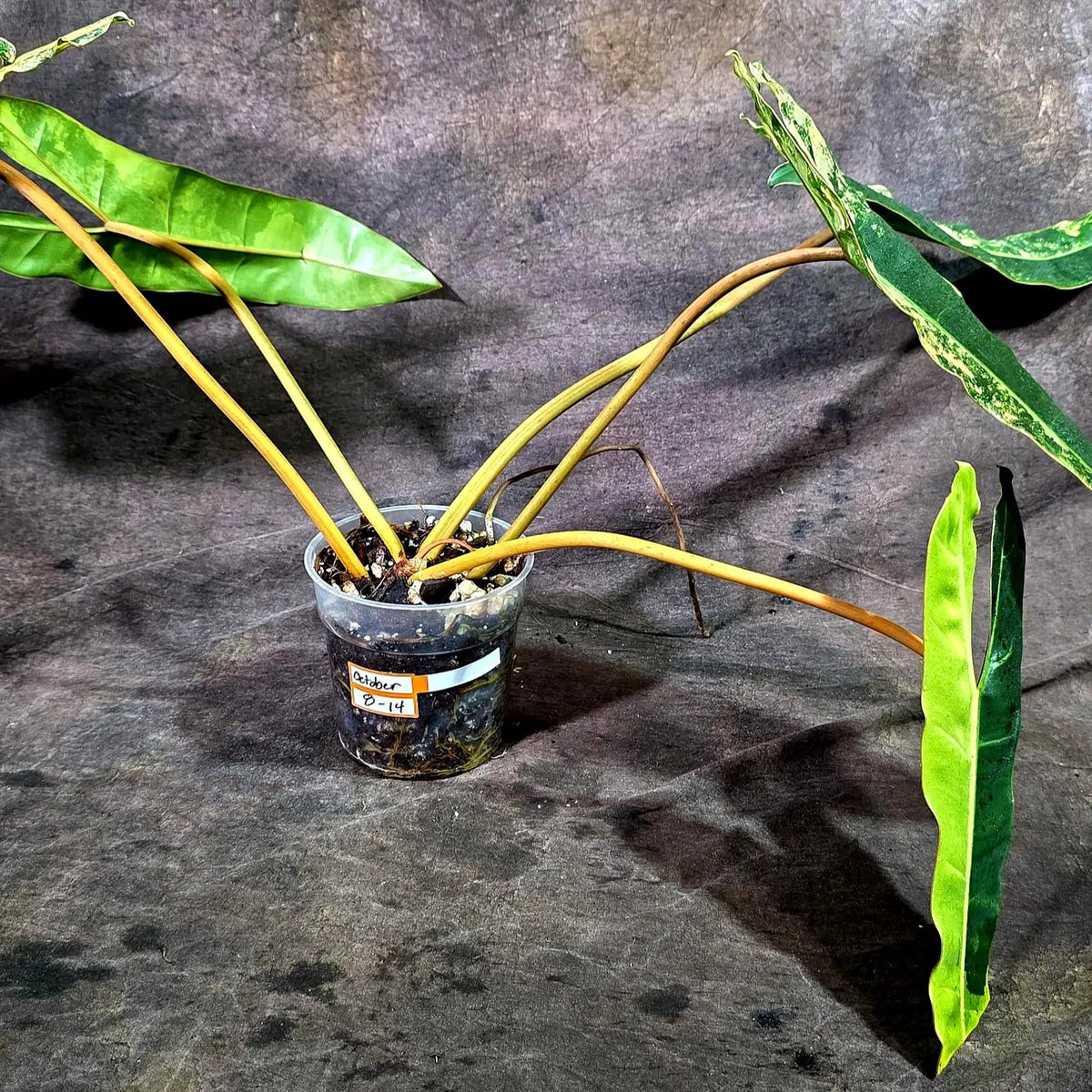 Philodendron Billietiae Variegated (Oct-8-14-ER)
