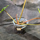 Philodendron Billietiae Variegated (Oct-8-16-ER)