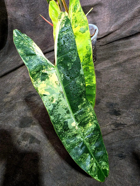 Philodendron Billietiae Variegated (Oct-8-16-ER)