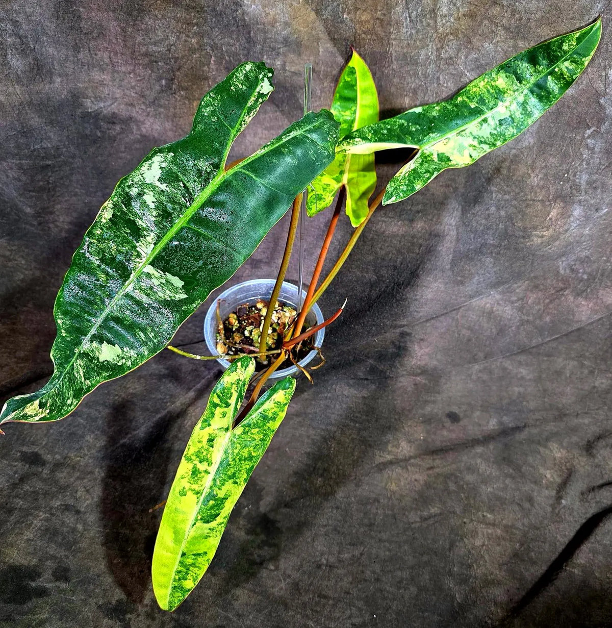 Philodendron Billietiae Variegated (Oct-8-16-ER)