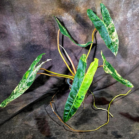 Philodendron Billietiae Variegated (Oct-8-17-ER)