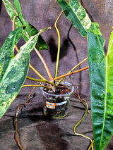 Philodendron Billietiae Variegated (Oct-8-17-ER)
