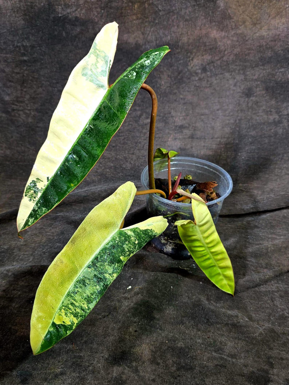 Philodendron Billietiae Variegated (Oct-8-18-ER)