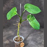 Syngonium Chiapense Albo Variegated (Oct-8-32)