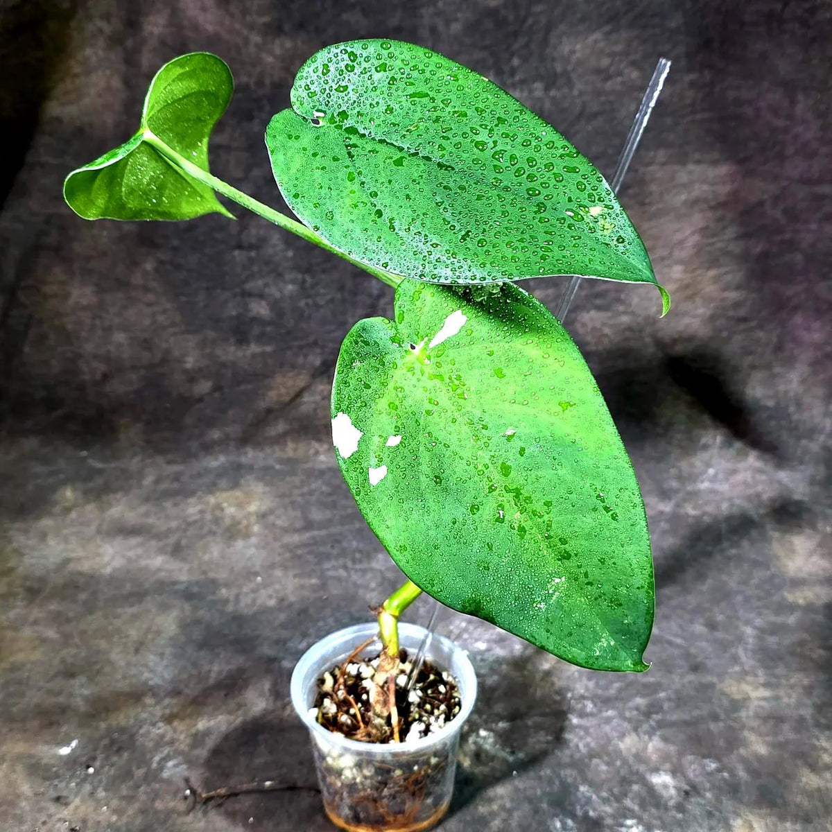 Syngonium Chiapense Albo Variegated (Oct-8-32)