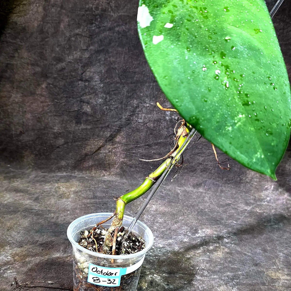Syngonium Chiapense Albo Variegated (Oct-8-32)