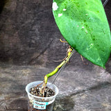 Syngonium Chiapense Albo Variegated (Oct-8-32)