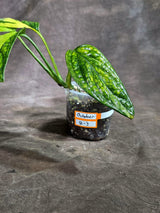 Monstera Peru Aurea Variegated (Oct-8-3)