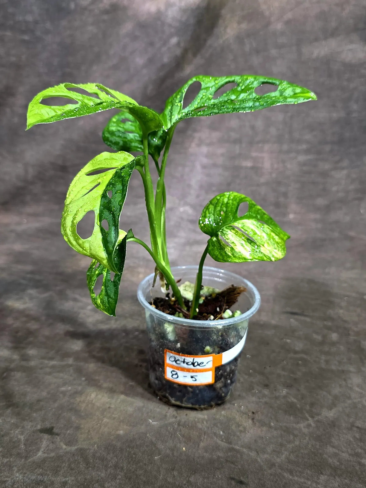 Monstera Adansonii Aurea Variegated (Oct-8-5)