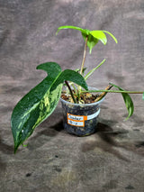 Variegated Philodendron Florida Beauty (Oct-8-11)
