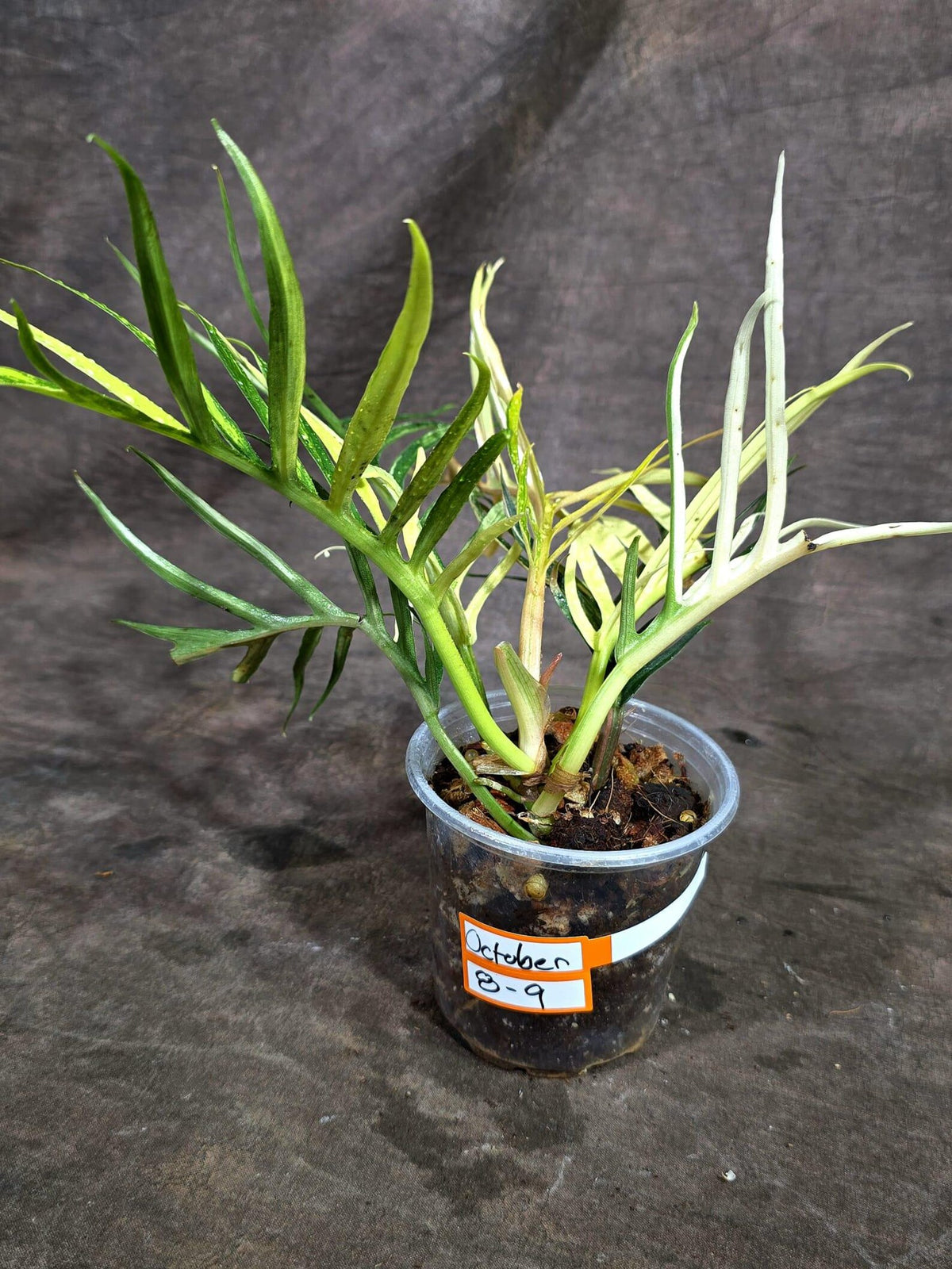 Super Rare Philodendron Tortum Albo Variegated (Oct-8-9-ER)
