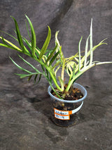 Super Rare Philodendron Tortum Albo Variegated (Oct-8-9-ER)