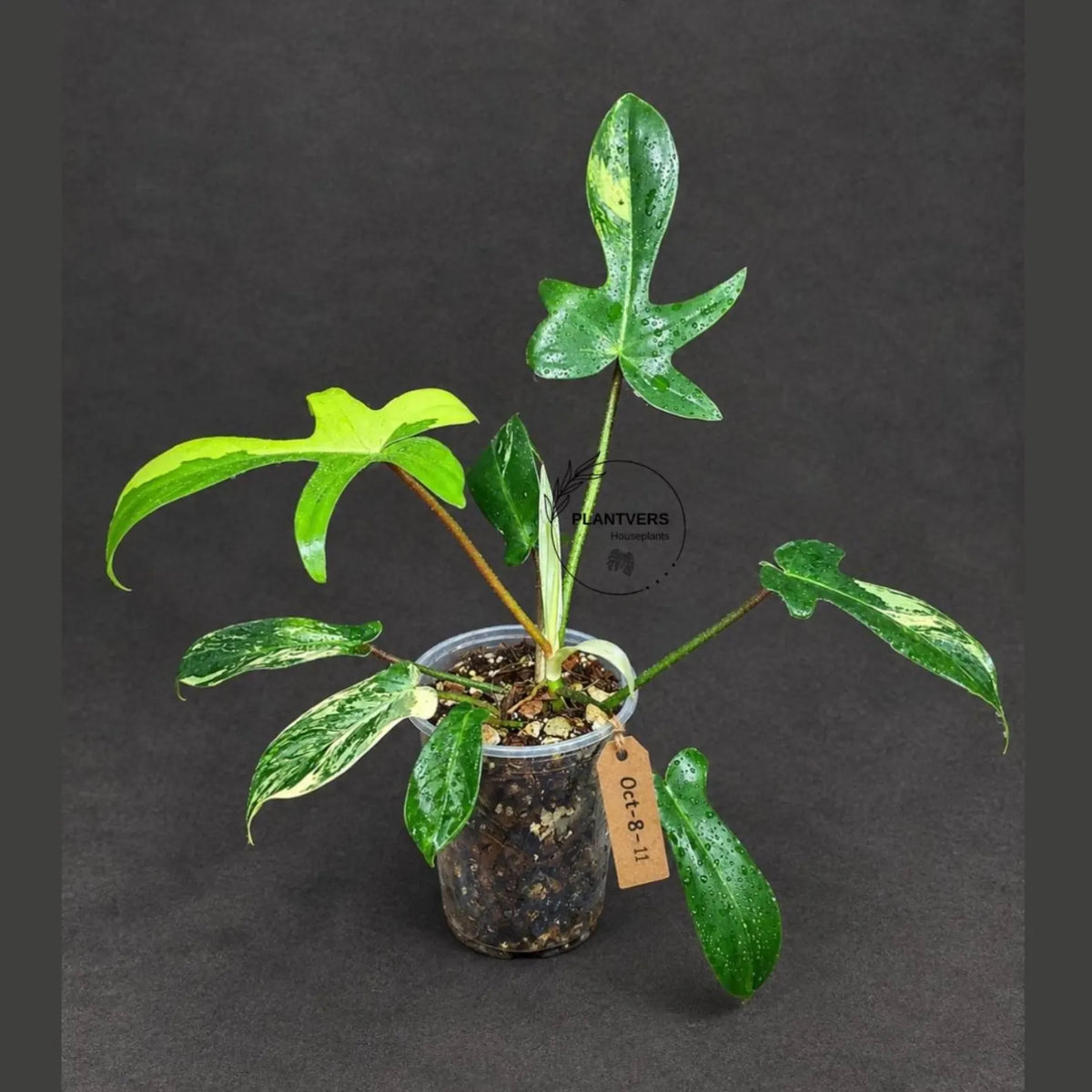 Variegated Philodendron Florida Beauty (Oct-8-11)