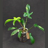 Variegated Philodendron Florida Beauty (Oct-8-11)