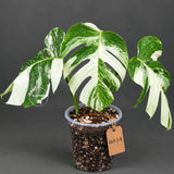 Rare Variegated Monstera Albo Borsigiana Live Plant - Collector Grade - Exact Cut Or Plant