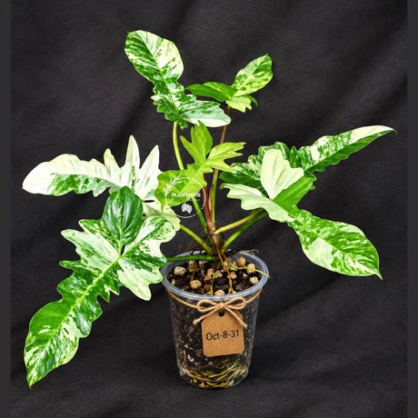 Philodendron Florida Beauty x Mayoi Variegated - Rare Live Plant - Exact Plant - US SELLER