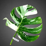 Rare Variegated Monstera Albo Borsigiana Live Plant - Collector Grade - Exact Cut Or Plant