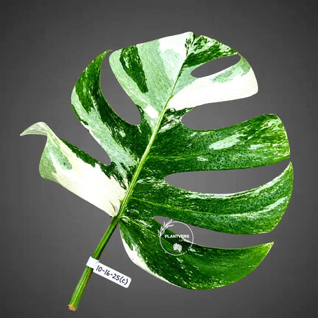 Rare Variegated Monstera Albo Borsigiana Live Plant - Collector Grade - Exact Cut Or Plant