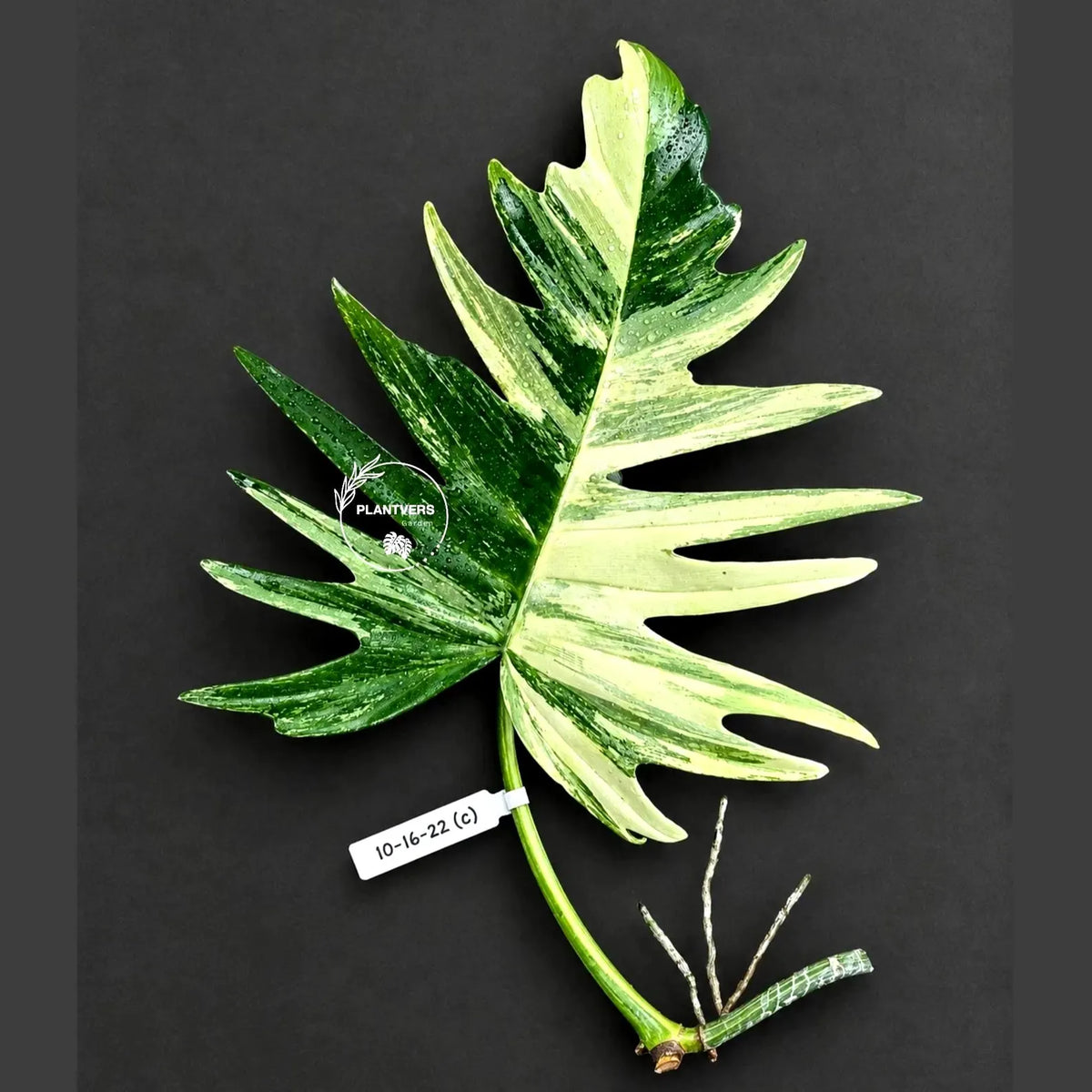 Philodendron Florida Beauty x Tortum Varigated Cutting - Cream, White Variegation - Rare Collector Plant - EXACT Cutting - US Seller.