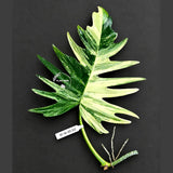Philodendron Florida Beauty x Tortum Varigated Cutting - Cream, White Variegation - Rare Collector Plant - EXACT Cutting - US Seller.