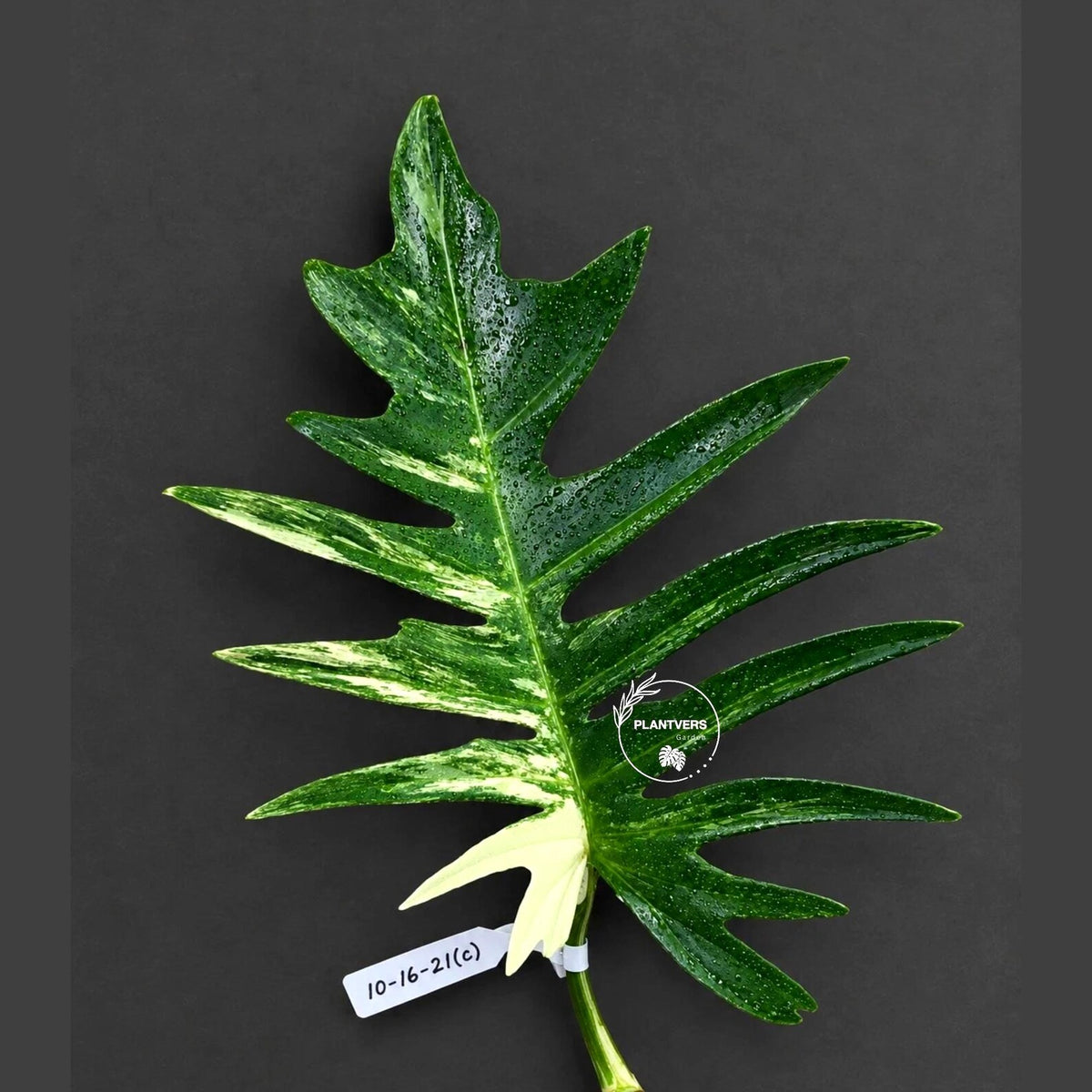 Philodendron Florida Beauty x Tortum Varigated Cutting - Cream, White Variegation - Rare Collector Plant - EXACT Cutting - US Seller.