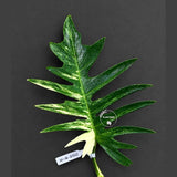 Philodendron Florida Beauty x Tortum Varigated Cutting - Cream, White Variegation - Rare Collector Plant - EXACT Cutting - US Seller.