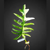 Philodendron Florida Beauty x Tortum Varigated Cutting - Cream, White Variegation - Rare Collector Plant - EXACT Cutting - US Seller.