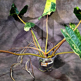 Philodendron Billietiae Variegated (Oct-8-12-ER)