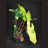 Philodendron Billietiae Variegated (Oct-8-13-ER)