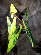 Philodendron Billietiae Variegated (Oct-8-13-ER)