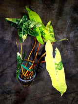 Philodendron Billietiae Variegated (Oct-8-13-ER)