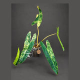 Philodendron Billietiae Variegated (Oct-8-14-ER)
