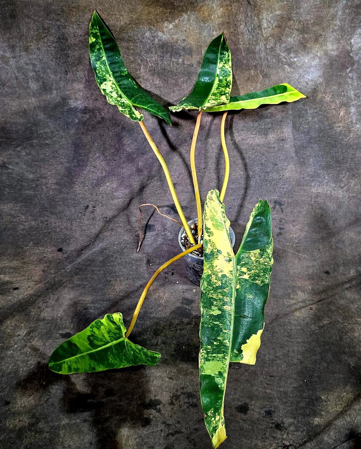 Philodendron Billietiae Variegated (Oct-8-14-ER)