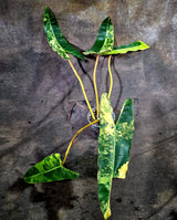 Philodendron Billietiae Variegated (Oct-8-14-ER)