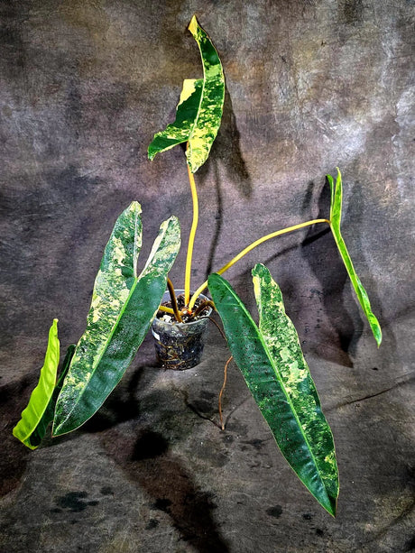 Philodendron Billietiae Variegated (Oct-8-14-ER)
