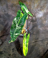 Philodendron Billietiae Variegated (Oct-8-16-ER)