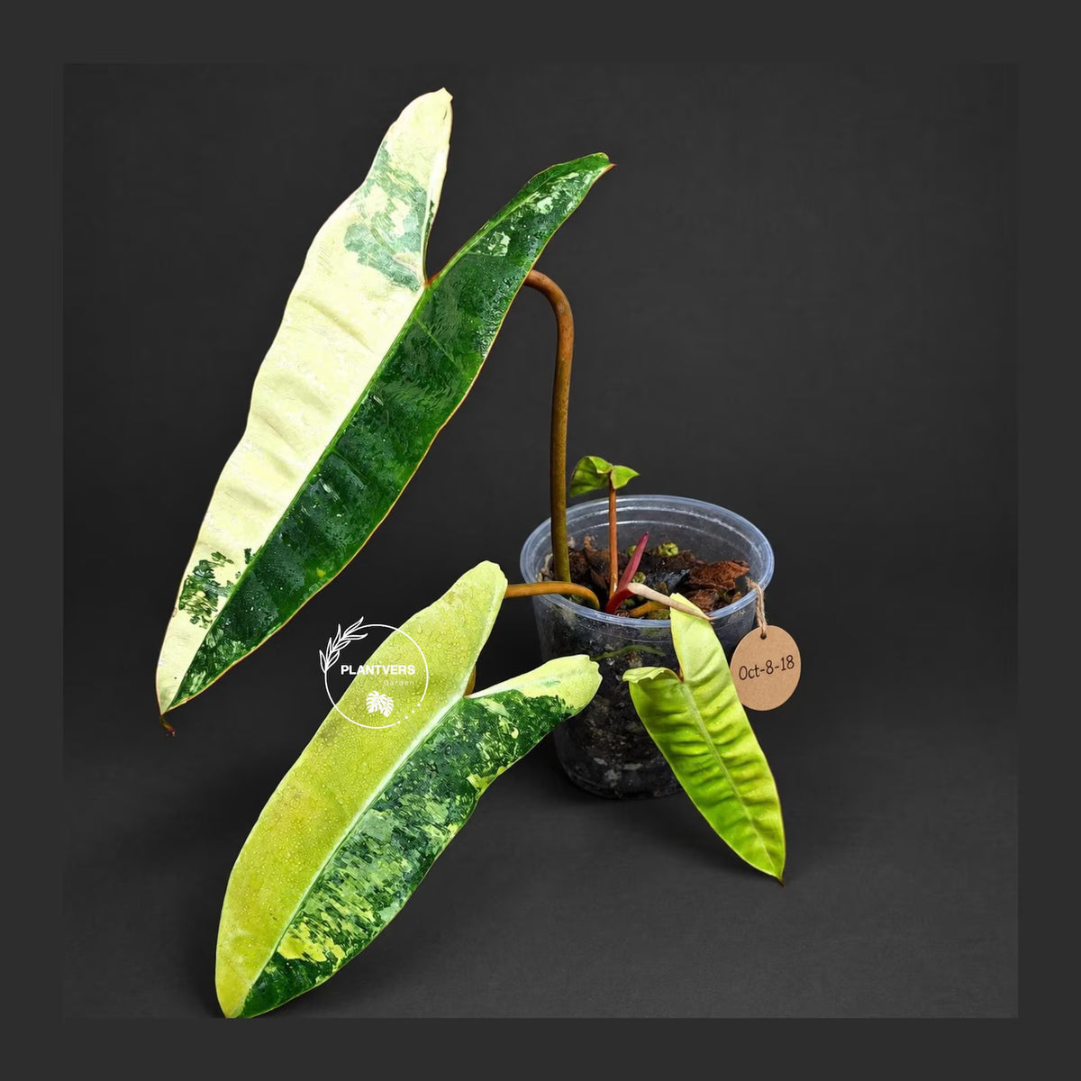 Philodendron Billietiae Variegated (Oct-8-18-ER)