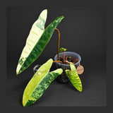 Philodendron Billietiae Variegated (Oct-8-18-ER)