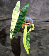 Philodendron Billietiae Variegated (Oct-8-18-ER)
