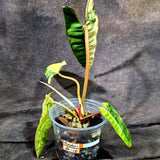 Philodendron Billietiae Variegated (Oct-8-18-ER)