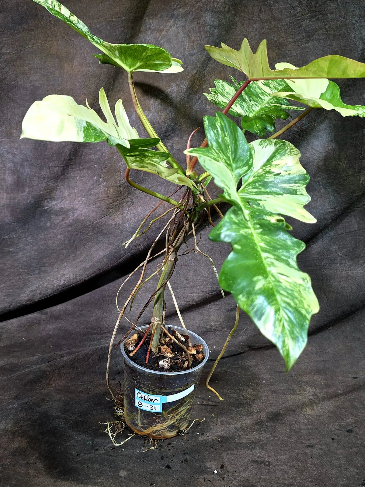 Philodendron Florida Beauty x Mayoi Variegated (Oct-8-31 )